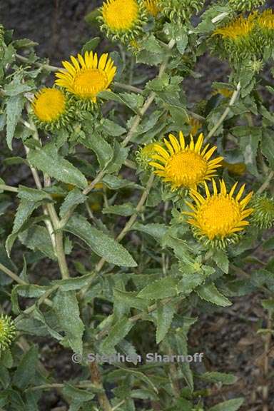 grindelia squarrosa var serrulata 2 graphic